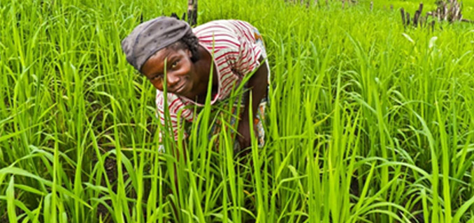 Farming in Liberia