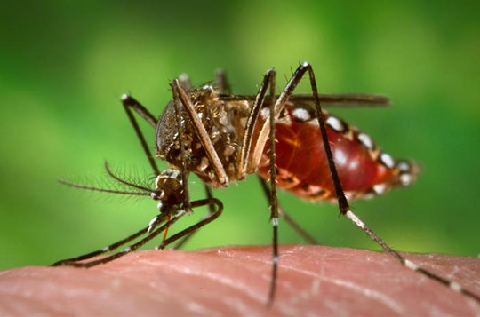 Aedes Mosquito, primary vector of the Zika virus. Photo Credit: James Gathany – CDC