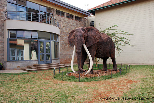 Ahmed the Elephant. Credit: National Museums of Kenya