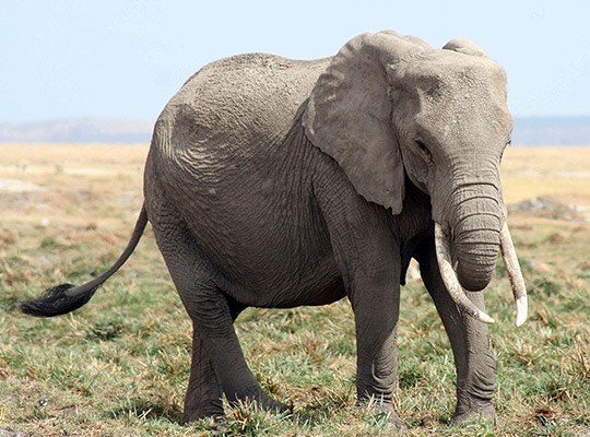 Elephant in Marsabit. Credit: Kenya Wildlife Services