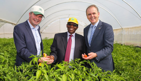 L-R:  Mr Derek Roulston, IPM, Mr Richard Rugendo, Kevian Foods and Minister McHugh inspect harvest at Kevian Kitengela Demonstration Farm. Photo: B Inganga