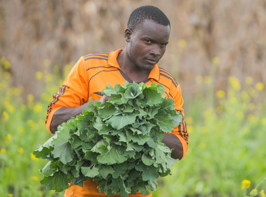 It is harvest time and Emmanuel Uggi is gathering the green-leaf vegetables he has grown.