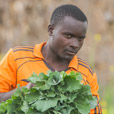 It is harvest time and Emmanuel Uggi is gathering the green-leaf vegetables he has grown