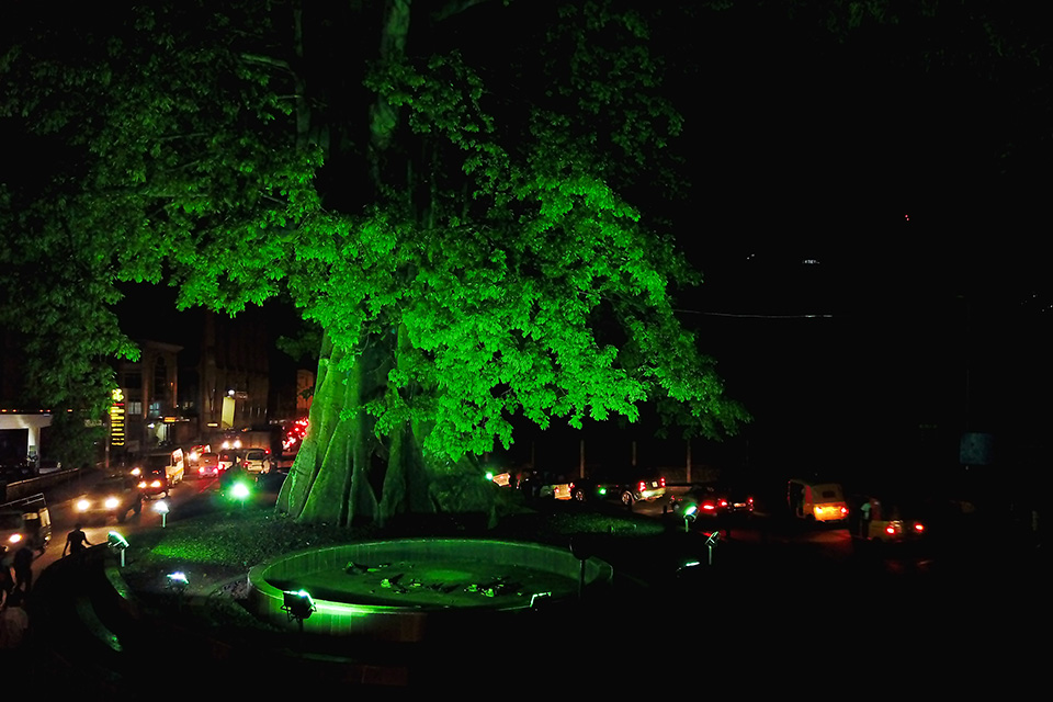 Freetown's Cotton Tree joins Ireland's Global Greening Initiative