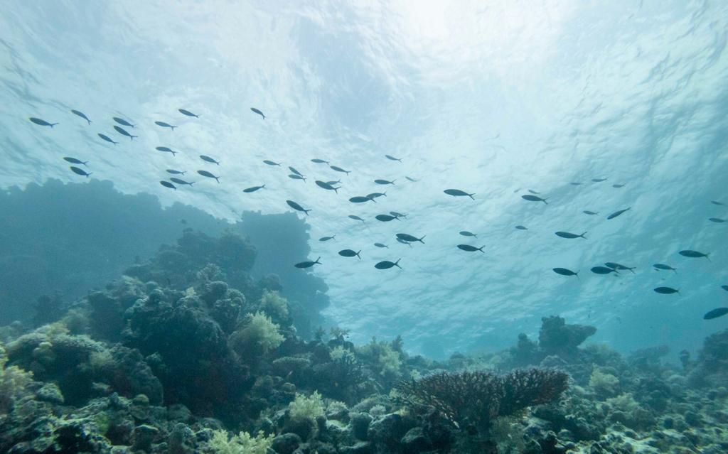 Blue Economy Underwater Fish