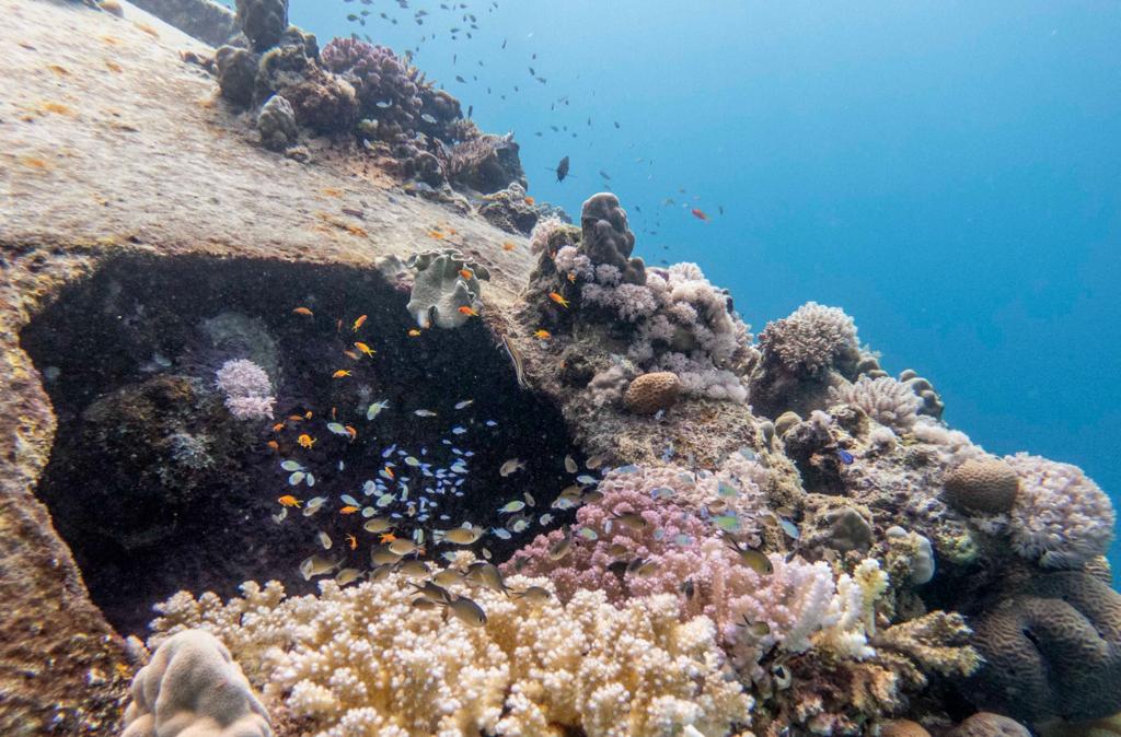 Blue Economy Coral and Fish