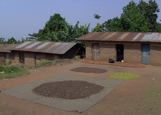 The coffee drying process